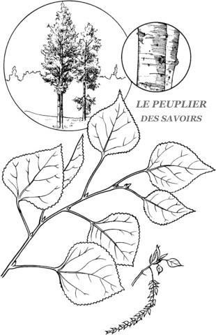 Lepeuplierdessavoirs
