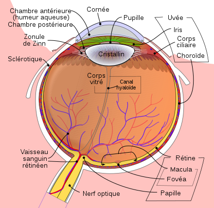 Schema oeil (Anatomie)
